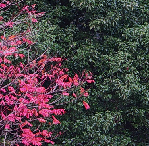 e0168342_1224454.jpg