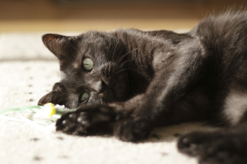 茶系は甘えん坊が多いんだって 仔猫のことが気になる小僧