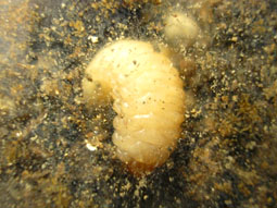 e0083097_23323076.jpg