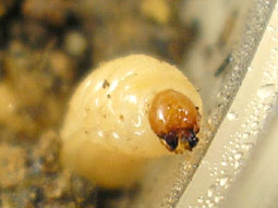e0083097_23395026.jpg
