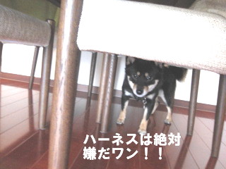 c0185516_13194052.jpg