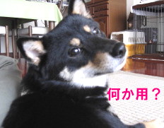 c0185516_14324720.jpg