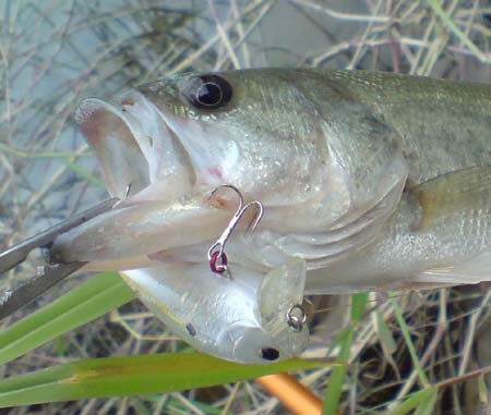 a0094239_2331650.jpg