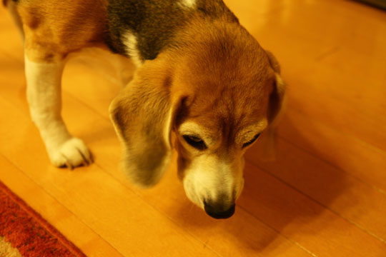 a0042044_16364680.jpg