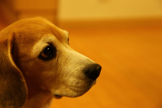 a0042044_16371652.jpg