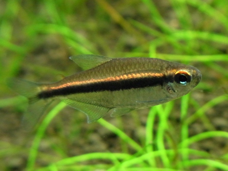 c0041852_45241.jpg