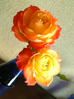 e0098908_18494586.jpg