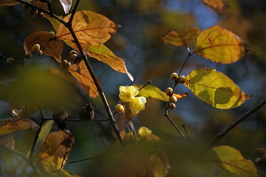 e0190885_12525142.jpg