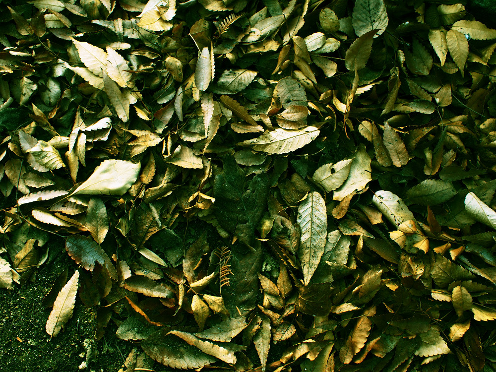 a0133692_1654894.jpg
