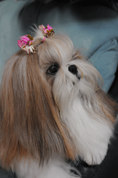 e0050801_121445.gif