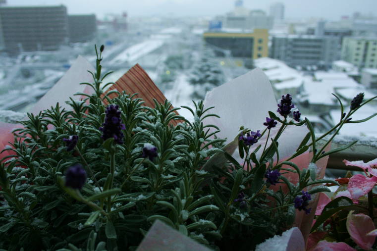 f0031304_842166.jpg