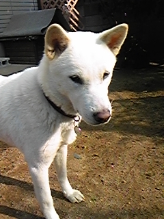 a0151727_22134737.jpg