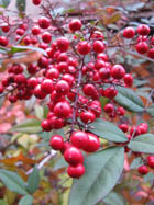 e0181546_11422146.jpg