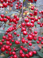 e0181546_11431066.jpg