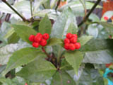 e0181546_1151437.jpg