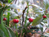 e0181546_1152749.jpg
