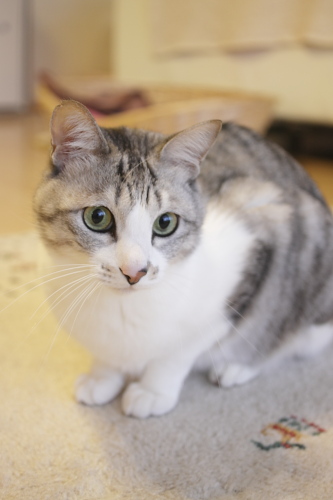大丈夫 お坊ちゃん