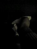 d0007957_036740.jpg