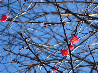 a0021558_1671222.jpg