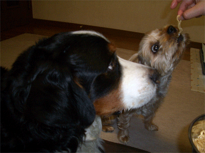 c0143711_194264.gif