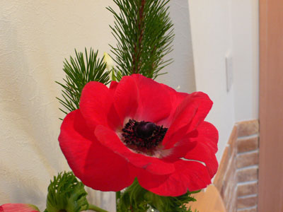 f0061334_22512539.jpg