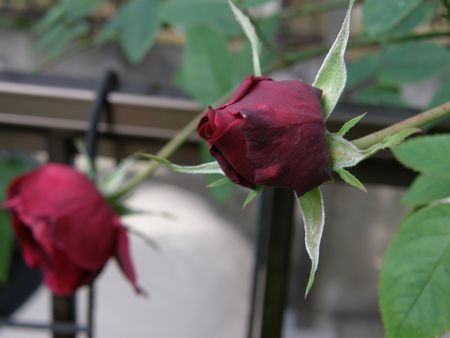 b0061107_2237265.jpg