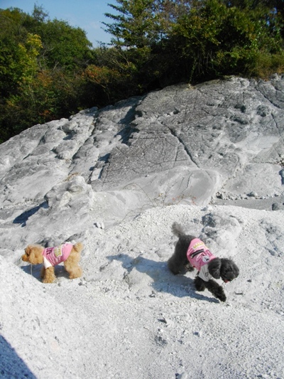e0119017_1375929.jpg