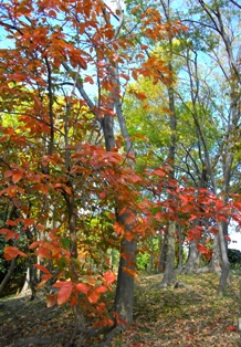 e0119017_284769.jpg