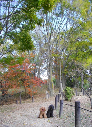 e0119017_291382.jpg