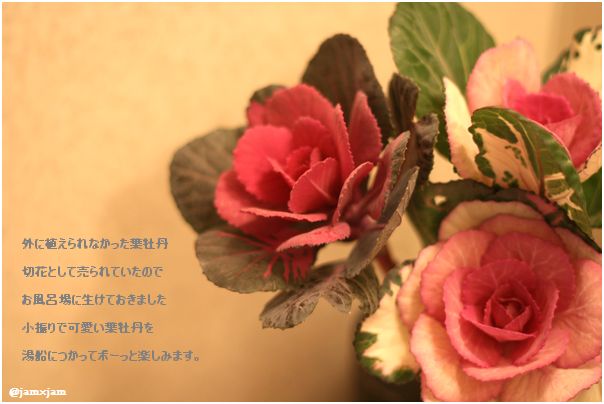 c0003723_20242485.jpg