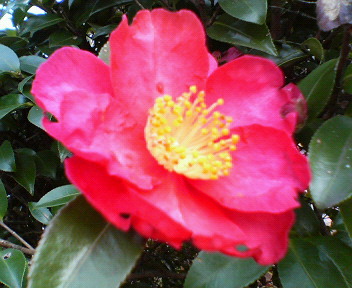 f0036223_15575370.jpg
