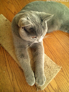 c0200365_173518.jpg