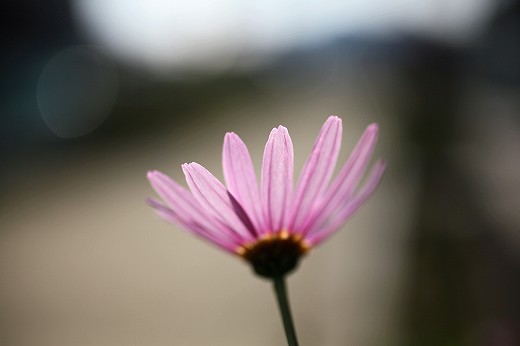 e0190885_1633516.jpg
