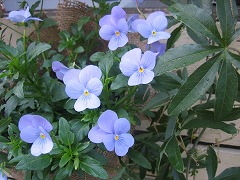 c0196701_2338473.jpg
