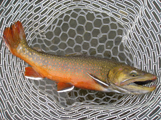 f0065341_21313374.jpg