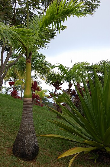 e0128367_8331887.jpg