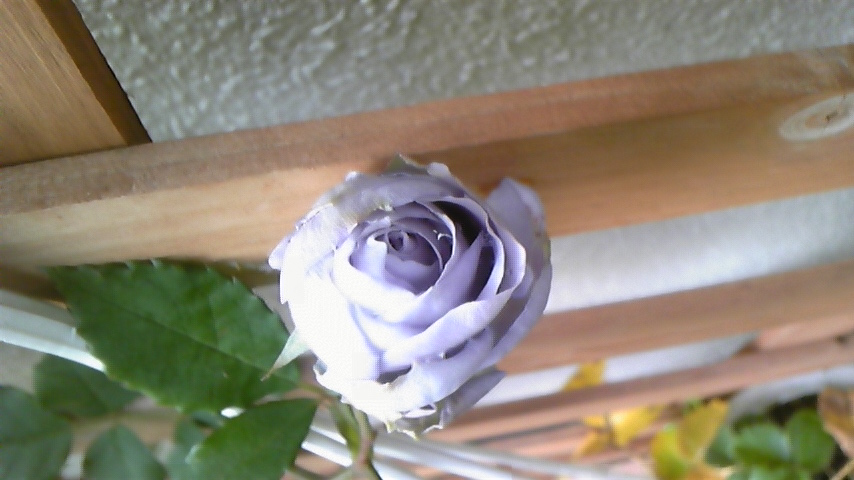c0202870_17282716.jpg