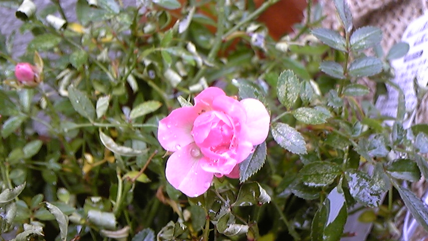 c0202870_17292636.jpg