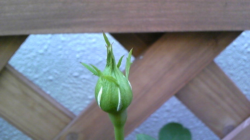 c0202870_17295014.jpg