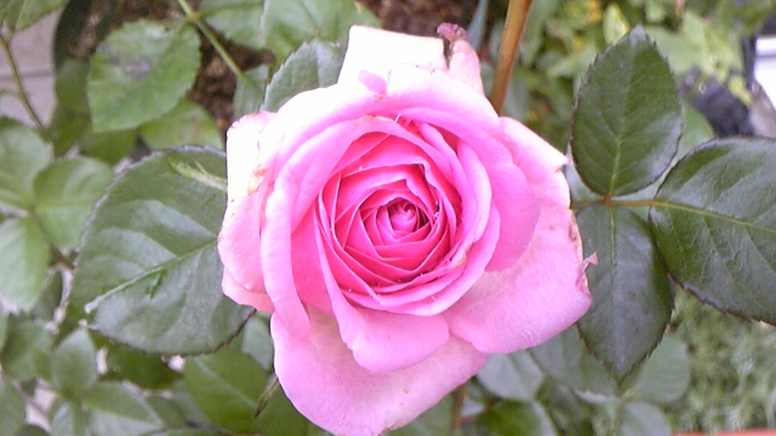 c0202870_17364888.jpg