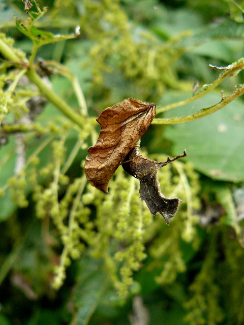 d0019074_16151423.jpg
