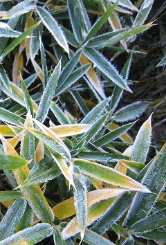 c0160488_19572791.jpg