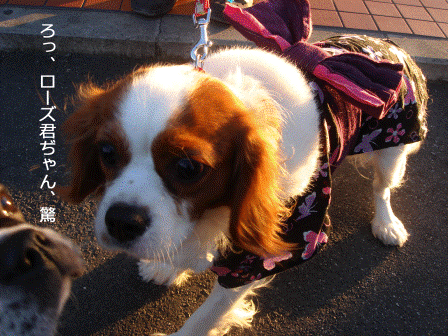 a0147507_1910795.gif