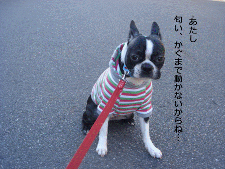 a0147507_1911531.gif
