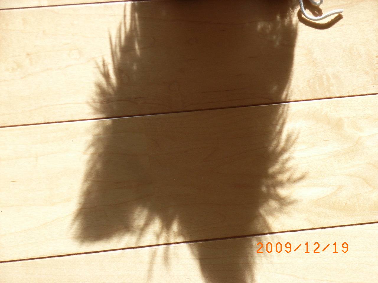 a0158196_19393335.jpg
