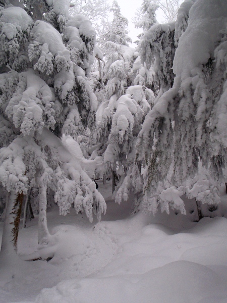 c0177814_17405461.jpg
