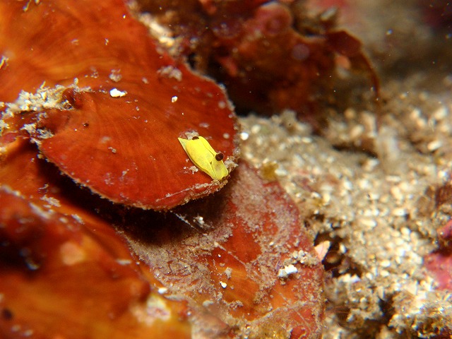 c0034029_23442858.jpg