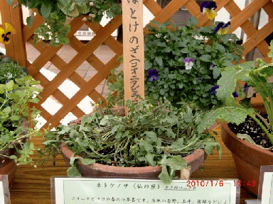 b0012636_1321549.gif