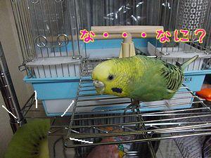 f0196665_0303576.jpg