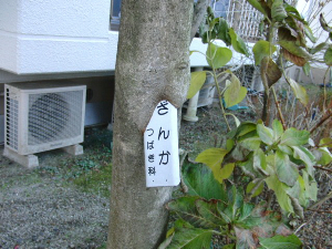 f0018384_2083485.jpg